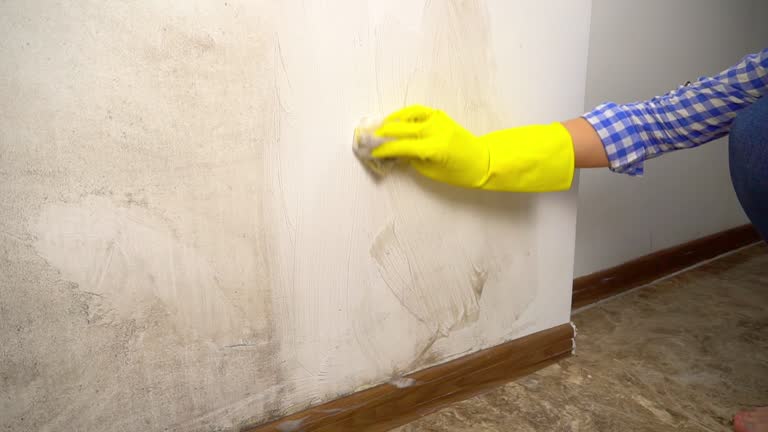 Best Mold Damage Restoration  in Saginaw, MI
